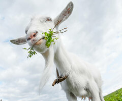 istockphoto-526827770-612x612.jpg