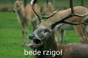 comment_BZGolJmyKj4r6hKCPItGLPEUlwOh4CfG.jpg