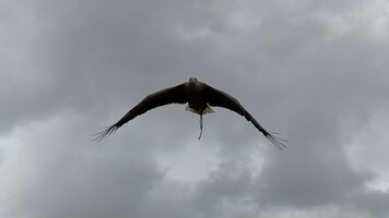 IMG_0470.jpeg