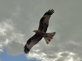 IMG_0534.jpeg