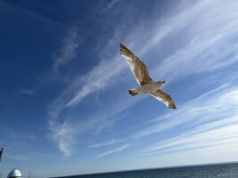 IMG_0800.jpeg
