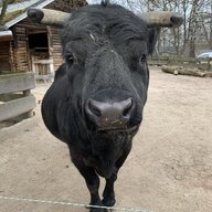 kondyszyn_krejzi