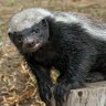Honey Badger